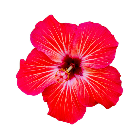 Hibiscus