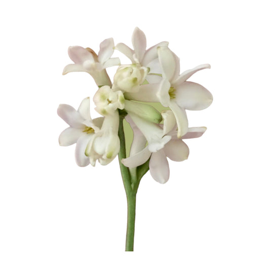 Tuberose